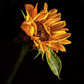 Wilting Sunflower #1 Photograph by Kevin Suttlehan Wilting Sunflower #1 Photograph by Kevin Suttlehan