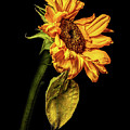 Wilting Sunflower #5 Photograph by Kevin Suttlehan Wilting Sunflower #5 Photograph by Kevin Suttlehan