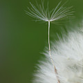 Wind Photograph by Elbegzaya Lkhagvasuren Wind Photograph by Elbegzaya Lkhagvasuren