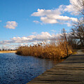 Wind In The Autumn Wetlands by Frank J Casella