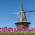 Windmill at the Tulip Festival by Robert Carter