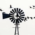 Windmills and Sandhill Cranes Photograph by Susan Rissi Tregoning Windmills and Sandhill Cranes Photograph by Susan Rissi Tregoning