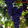 Wine Grapes Photograph by Charlene Mitchell Wine Grapes Photograph by Charlene Mitchell