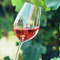 Wine tasting in outdoor winery. Photograph by Jelena Jovanovic Wine tasting in outdoor winery. Photograph by Jelena Jovanovic