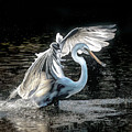 Wing Glow by Pete Rems