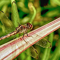 Winged Dragon Photograph by Bill Barber Winged Dragon Photograph by Bill Barber