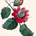 Winged-stem passion flower by P.J. Redoute Painting by MotionAge Designs Winged-stem passion flower by P.J. Redoute Painting by MotionAge Designs