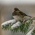 Winter Bird Photograph by Cathy Kovarik Winter Bird Photograph by Cathy Kovarik