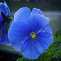 Winter Bloom Photograph by George Taylor Winter Bloom Photograph by George Taylor