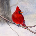 Winter Cardinal Painting by Hailey E Herrera Winter Cardinal Painting by Hailey E Herrera