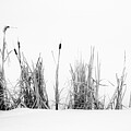 Winter Cattails Photograph by Karen Rispin Winter Cattails Photograph by Karen Rispin
