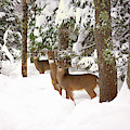 Winter Deer in the Woods Photograph by Gwen Gibson Winter Deer in the Woods Photograph by Gwen Gibson
