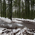 Winter forest landscape with snow on the ground Photograph by Michalakis Ppalis Winter forest landscape with snow on the ground Photograph by Michalakis Ppalis