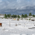 Winter Grazing Photograph by Paul Martin