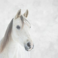 Winter Horse by JBK Photo Art