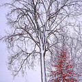 Winter, i don't wanna a lose red Photograph by Carl Marceau Winter, i don't wanna a lose red Photograph by Carl Marceau