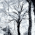 Winter in summer - Trees with white leaves by Karine GADRE