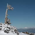 Winter landscape in snowy mountains. frozen snowy lonely fir trees against blue sky. Photograph by Michalakis Ppalis Winter landscape in snowy mountains. frozen snowy lonely fir trees against blue sky. Photograph by Michalakis Ppalis