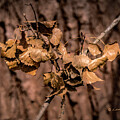 Winter Leaves by Ed Peterson