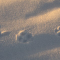 Winter Morning Tracks Photograph by Kae Cheatham Winter Morning Tracks Photograph by Kae Cheatham