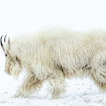 Winter Mountain Goat Photograph by Wesley Aston Winter Mountain Goat Photograph by Wesley Aston