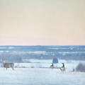 Winter Mule Deer by Roberta Murray