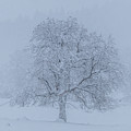Winter Oak Photograph by Randy Robbins Winter Oak Photograph by Randy Robbins