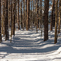 Winter Path by Minnie Gallman