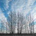 Winter poplar bluff and sky Photograph by Karen Rispin Winter poplar bluff and sky Photograph by Karen Rispin