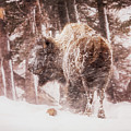 Winter Storm Buffalo Photograph by Craig J Satterlee Winter Storm Buffalo Photograph by Craig J Satterlee