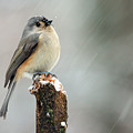 Winter Titmouse Photograph by Gina Fitzhugh Winter Titmouse Photograph by Gina Fitzhugh