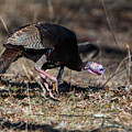 Winter Tom Turkey 2025 by Lara Ellis