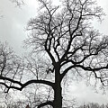 Winter trees by Christopher Shellhammer
