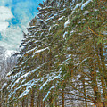Winter trees by M Forsell Winter trees by M Forsell