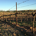Winter Vines Hart Winery Temecula Photograph by Roxy Rich Winter Vines Hart Winery Temecula Photograph by Roxy Rich