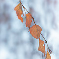 Winter Weeping Birch Leaves Photograph by Karen Rispin Winter Weeping Birch Leaves Photograph by Karen Rispin