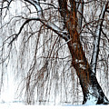 Winter Willow by Susie Loechler