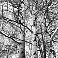 Wintered Aspens by Joe Schofield