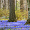 Winterthur March Bank in April Photograph by Marilyn Cornwell Winterthur March Bank in April Photograph by Marilyn Cornwell