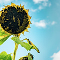 Wisdom of Sunflowers Photograph by Ada Weyland Wisdom of Sunflowers Photograph by Ada Weyland