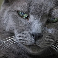 Wise Old Cat Photograph by M Kathleen Warren Wise Old Cat Photograph by M Kathleen Warren