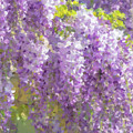 Wisteria in Bloom Painting by Alex Mir Wisteria in Bloom Painting by Alex Mir