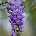 Wisteria by Jim Miller