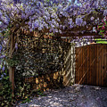 Wisteria Photograph by Vicki Walsh Wisteria Photograph by Vicki Walsh