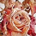 Withered Rose by Mary Lee Dereske