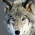 Wolf Mixed Media by Judy Link Cuddehe Wolf Mixed Media by Judy Link Cuddehe