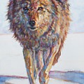 Wolf VI by Patricia A Griffin