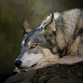 Wolf Watch Digital Art by Nicole Wilde Wolf Watch Digital Art by Nicole Wilde
