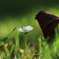 Wonderful white daisy between marple leaf and grass on the garden. Touch of a beauty. Magic of nature in real time. Happiness from wildness Photograph by Vaclav Sonnek Wonderful white daisy between marple leaf and grass on the garden. Touch of a beauty. Magic of nature in real time. Happiness from wildness Photograph by Vaclav Sonnek