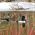 Wood Duck and Ring Neck Photograph by Nicola Finch Wood Duck and Ring Neck Photograph by Nicola Finch